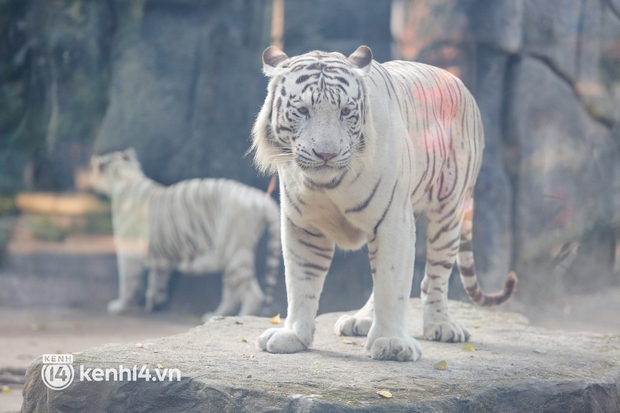 Ảnh, clip: Ghé thăm những con hổ trắng quý hiếm lần đầu được sinh ra tại Thảo Cầm Viên Sài Gòn - Ảnh 4.