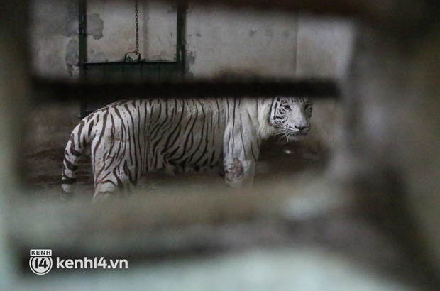 Ảnh, clip: Ghé thăm những con hổ trắng quý hiếm lần đầu được sinh ra tại Thảo Cầm Viên Sài Gòn - Ảnh 13.