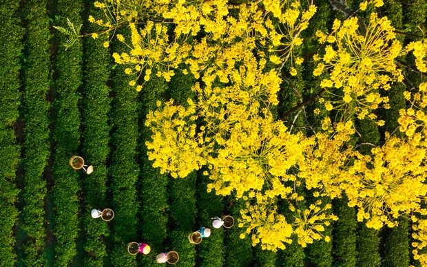 Mãn nhãn ngắm hoa điệp vàng rực rỡ tại Bảo Lộc - Ảnh 9.