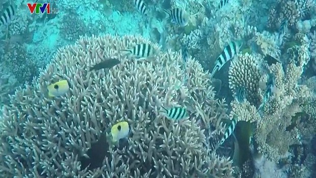 Australia chi 700 triệu USD bảo vệ rạn san hô Great Barrier - Ảnh 1.