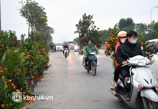 Chùm ảnh: Nhiều điểm báo đào, quất tại Hà Nội xả hàng để nghỉ Tết sớm - Ảnh 13. Chùm ảnh: Nhiều điểm báo đào, quất tại Hà Nội xả hàng để nghỉ Tết sớm - Ảnh 13.