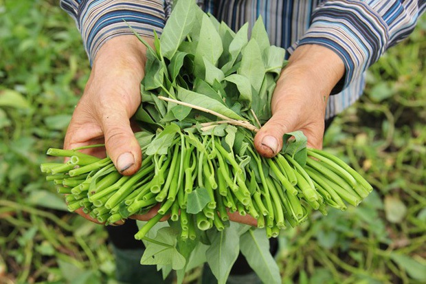 Ăn rau muống mà cứ mắc phải những sai lầm này thì chẳng khác nào rước bệnh vào người - Ảnh 3. Ăn rau muống mà cứ mắc phải những sai lầm này thì chẳng khác nào rước bệnh vào người - Ảnh 3.