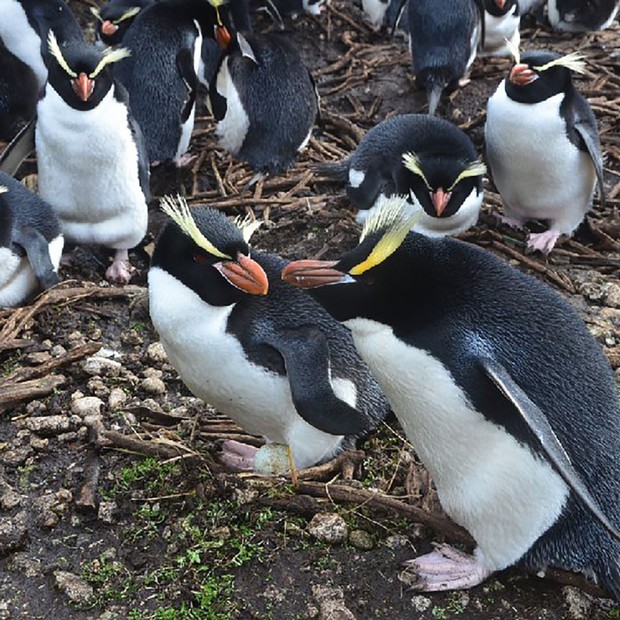 Đau đầu giải mã hành vi kỳ quái của chim cánh cụt New Zealand: Luôn chê và bỏ luôn trứng đầu, chỉ ấp trứng sau - Ảnh 3.