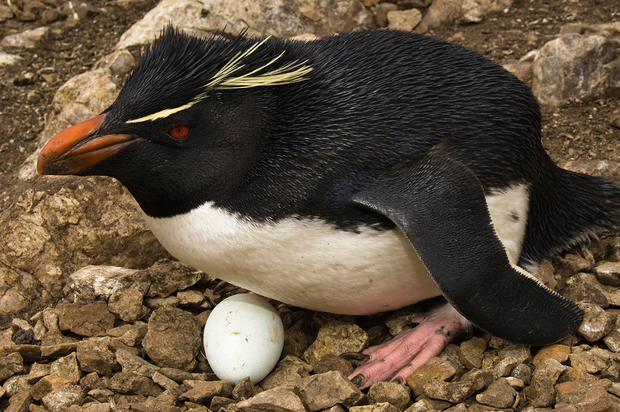 Đau đầu giải mã hành vi kỳ quái của chim cánh cụt New Zealand: Luôn chê và bỏ luôn trứng đầu, chỉ ấp trứng sau - Ảnh 2.