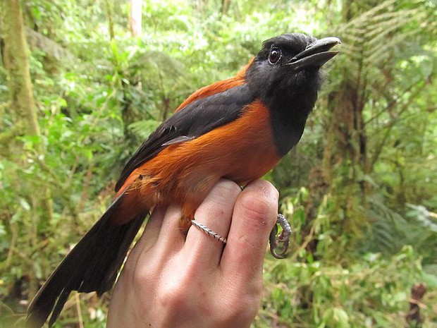 Pitohui: Loài chim duy nhất trên hành tinh được ghi nhận là có độc - Ảnh 1.