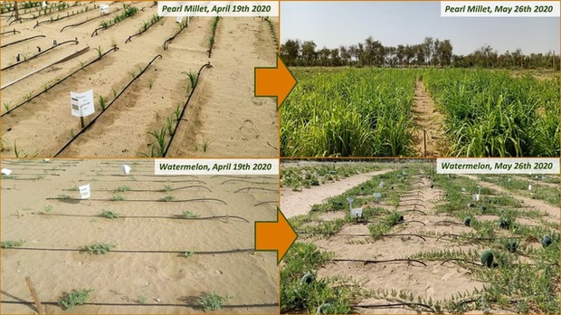 Công nghệ kỳ diệu biến cát sa mạc cằn cỗi thành đất màu mỡ có thể trồng trọt chỉ trong 7 tiếng - Ảnh 2.