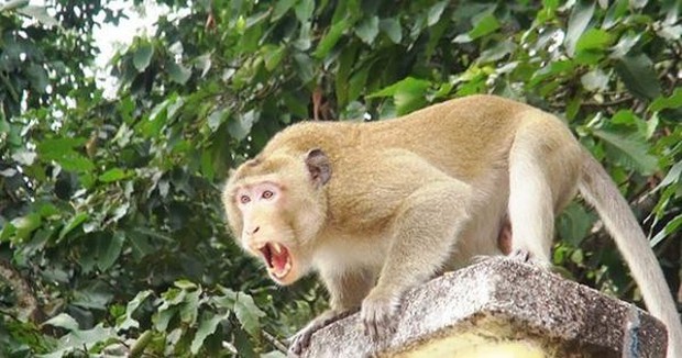 Đàn khỉ xổng chuồng, tấn công hơn chục trẻ em trên đảo Phú Quý - Ảnh 1.