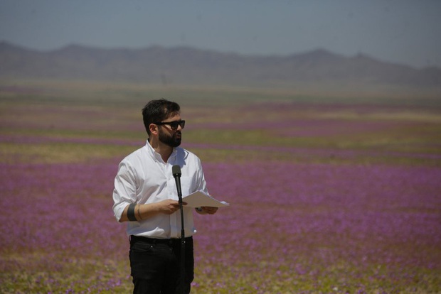 Chile bảo vệ hiện tượng sa mạc nở hoa độc đáo tại Atacama - Ảnh 2.