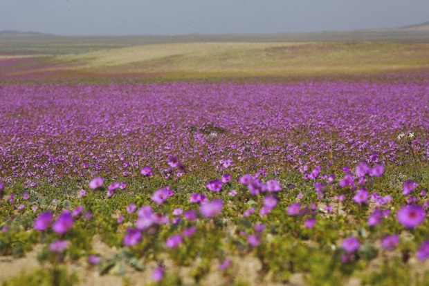 Chile bảo vệ hiện tượng sa mạc nở hoa độc đáo tại Atacama - Ảnh 1.