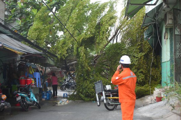 TP.HCM: Cây xanh lớn bị mưa gió quật ngã, nhiều nhà dân bị mất điện - Ảnh 3.