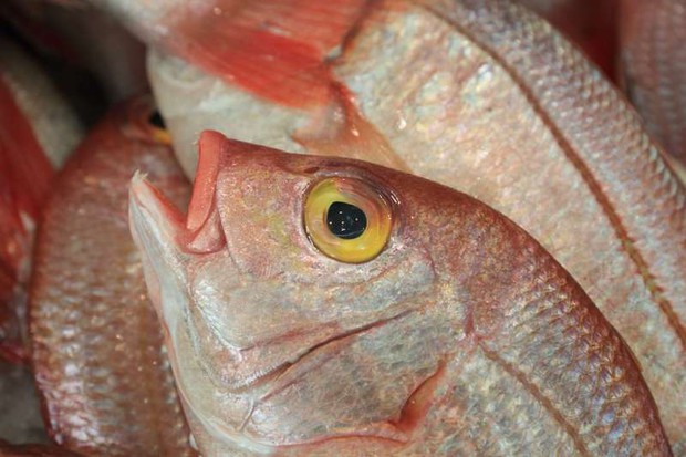 Những loại cá không nên ăn vì chứa nhiều thủy ngân, dễ nhiễm độc - Ảnh 3.