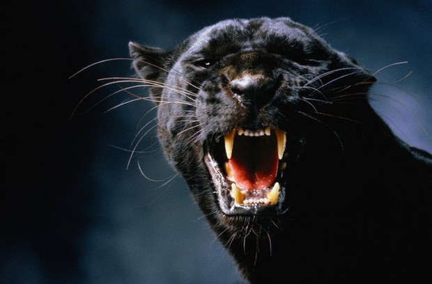 Những sự thật bất ngờ về Black Panther - báo đen! - Ảnh 6.