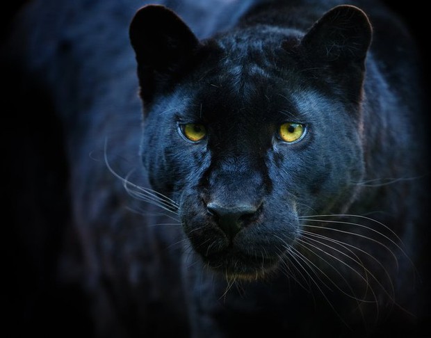 Những sự thật bất ngờ về Black Panther - báo đen! - Ảnh 4.