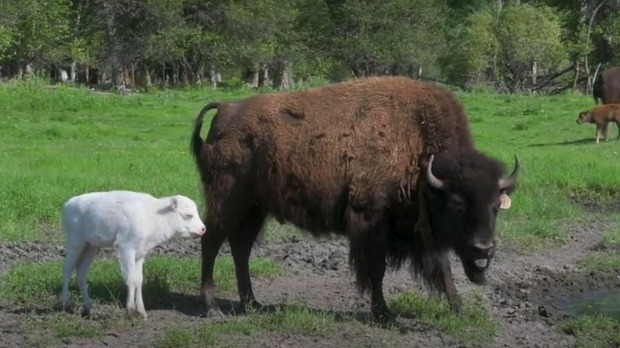 Vì sao bò rừng trắng được coi là biểu tượng thiêng liêng của bộ tộc Lakota? - Ảnh 2.