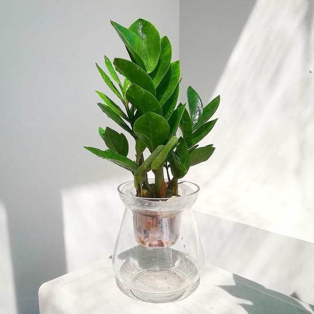 6 loại cây cảnh thủy sinh nên đặt trên bàn làm việc - Ảnh 1.