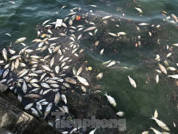 The phenomenon of mass fish deaths in West Lake continues - Photo 1.