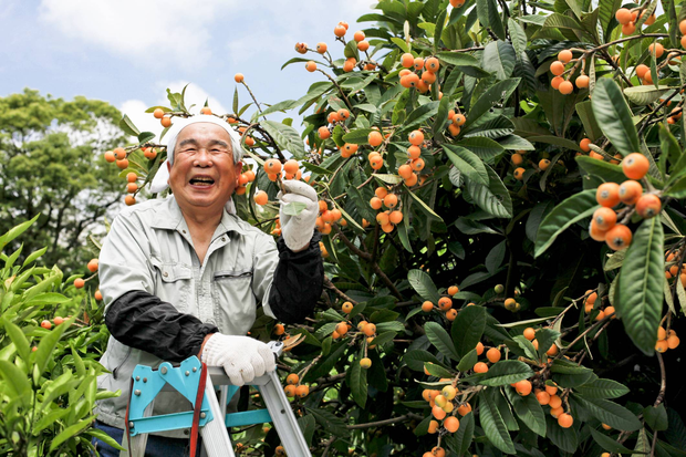 Nhật Bản: Người trẻ đổ xô ra nước ngoài, người già chật vật bù đắp thiếu hụt lao động - Ảnh 1.