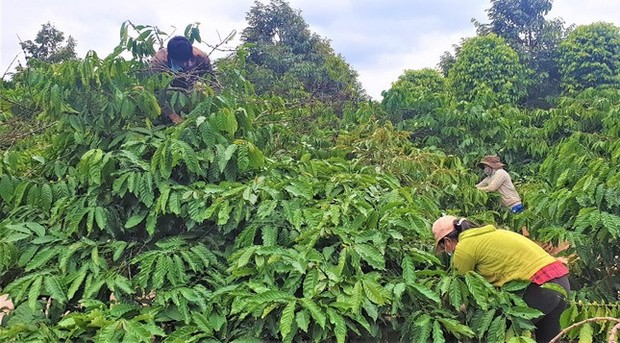 Đi hái cà phê, người đàn ông ở Đắk Lắk bị rắn lục đuôi đỏ cắn tử vong - Ảnh 1. Đi hái cà phê, người đàn ông ở Đắk Lắk bị rắn lục đuôi đỏ cắn tử vong - Ảnh 1.