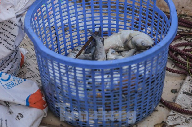 Hà Nội: Huy động thêm ca nô sục nước, vớt cá chết ở hồ Tây - Ảnh 6. Hà Nội: Huy động thêm ca nô sục nước, vớt cá chết ở hồ Tây - Ảnh 6.