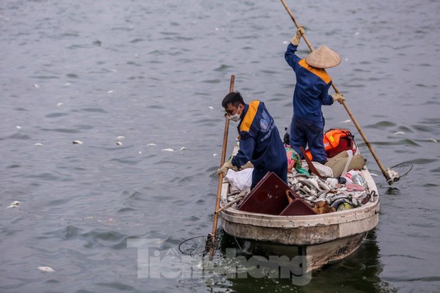 Hà Nội: Huy động thêm ca nô sục nước, vớt cá chết ở hồ Tây - Ảnh 5. Hà Nội: Huy động thêm ca nô sục nước, vớt cá chết ở hồ Tây - Ảnh 5.