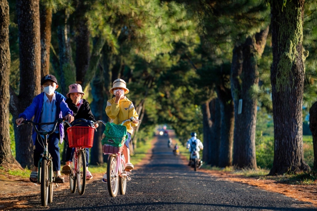 Con đường thông trăm tuổi đẹp như tranh vẽ ở Gia Lai - Ảnh 2. Con đường thông trăm tuổi đẹp như tranh vẽ ở Gia Lai - Ảnh 2.