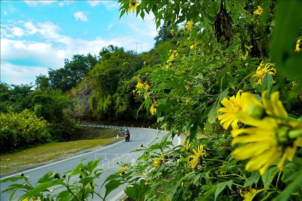 Hoa dã quỳ bung nở nơi núi rừng Điện Biên - Ảnh 5.