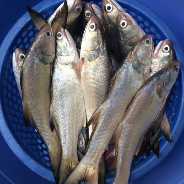 Loại cá là đặc sản của các tỉnh phía Bắc, giá bán 300 nghìn/kg vẫn được yêu thích - Ảnh 2.