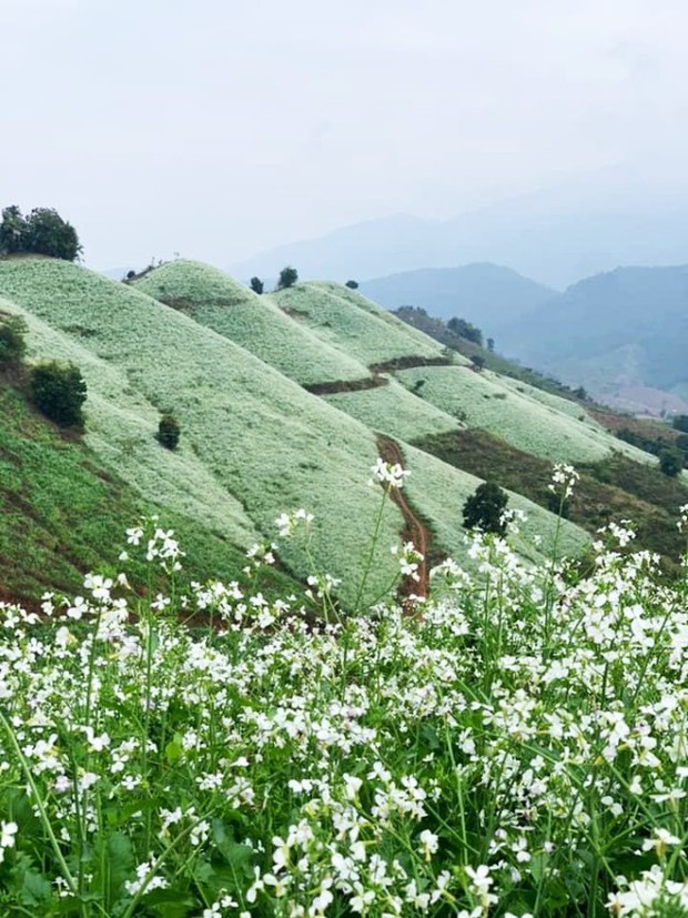 Cuối năm là mùa hoa cải nở trắng xóa cả một vùng Mộc Châu, Sơn La - Ảnh 5.