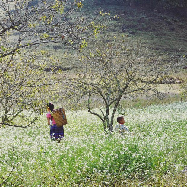 Cuối năm là mùa hoa cải nở trắng xóa cả một vùng Mộc Châu, Sơn La - Ảnh 1.