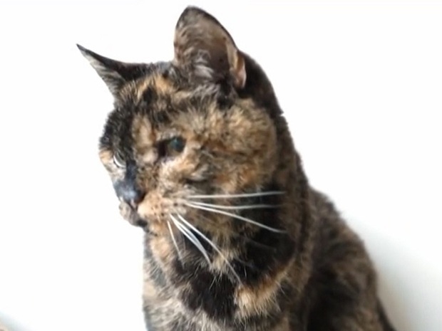 Kỷ lục Guinness về con mèo cao tuổi nhất thế giới - Ảnh 1.