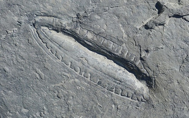 Phát hiện “bữa ăn lâu đời nhất” thế giới trong hóa thạch 550 triệu năm tuổi - Ảnh 1.