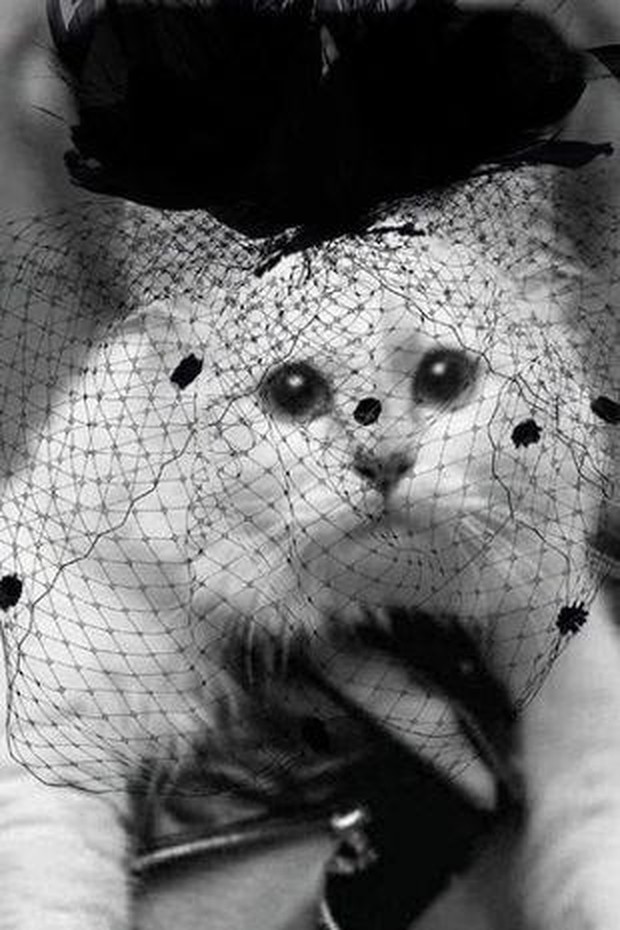 Choáng ngợp cuộc sống mèo tỷ phú của ông hoàng thời trang Karl Lagerfeld - Ảnh 1.