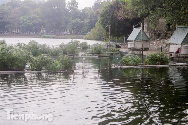 Cận cảnh những con thiên nga còn sót lại ở hồ Thiền Quang - Ảnh 1.