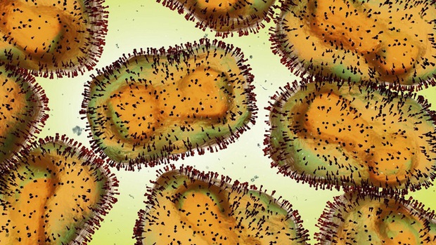 Virus đậu mùa khỉ lây truyền 4 ngày trước khi các triệu chứng bệnh xuất hiện - Ảnh 1.