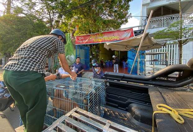 Người dân TP.HCM ủng hộ việc bắt chó thả rông - Ảnh 5. Người dân TP.HCM ủng hộ việc bắt chó thả rông - Ảnh 5.