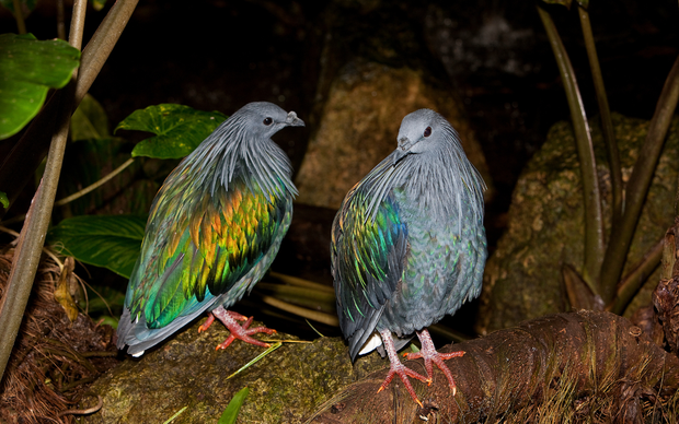Bí ẩn Nicoba - Loài bồ câu hướng nội quý hiếm mới xuất hiện tại Vườn Quốc gia Côn Đảo - Ảnh 9.