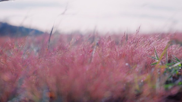Xao xuyến trước cảnh đẹp như tranh vẽ của đồi cỏ hồng hoang sơ ở Đức Trọng - Ảnh 6.