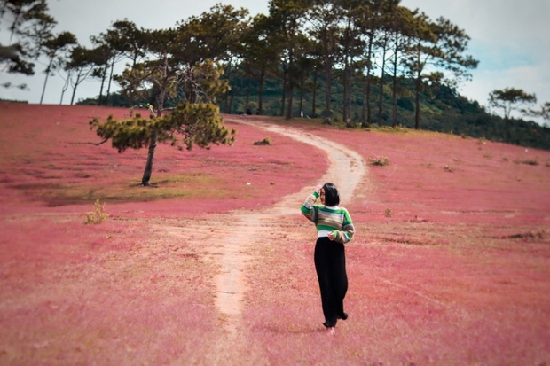 Xao xuyến trước cảnh đẹp như tranh vẽ của đồi cỏ hồng hoang sơ ở Đức Trọng - Ảnh 5.