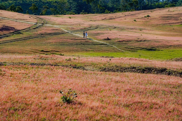 Xao xuyến trước cảnh đẹp như tranh vẽ của đồi cỏ hồng hoang sơ ở Đức Trọng - Ảnh 4.