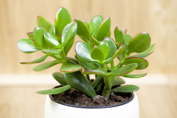 6 loại cây như nam châm hút tiền bạn nên trồng trong nhà - Ảnh 2.