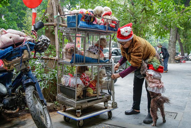 Câu chuyện đáng yêu mùa Noel này: Bà lão 71 tuổi và chiếc xe chở 13 chú cún khắp đường phố Hà Nội - Ảnh 2.
