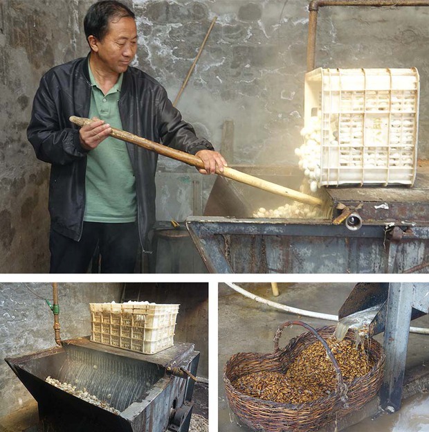 Một thị trấn ở Trung Quốc dùng loại sâu đặc biệt để hái ra tiền - Ảnh 2.