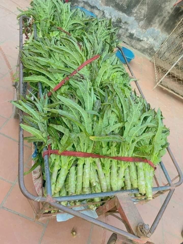 Loại rau củ tiến bộ vua nhìn thì thô, giá bán sát nửa triệu/kg vẫn luôn luôn vướng mặt hàng từng khi Tết cho tới - Hình ảnh 6.