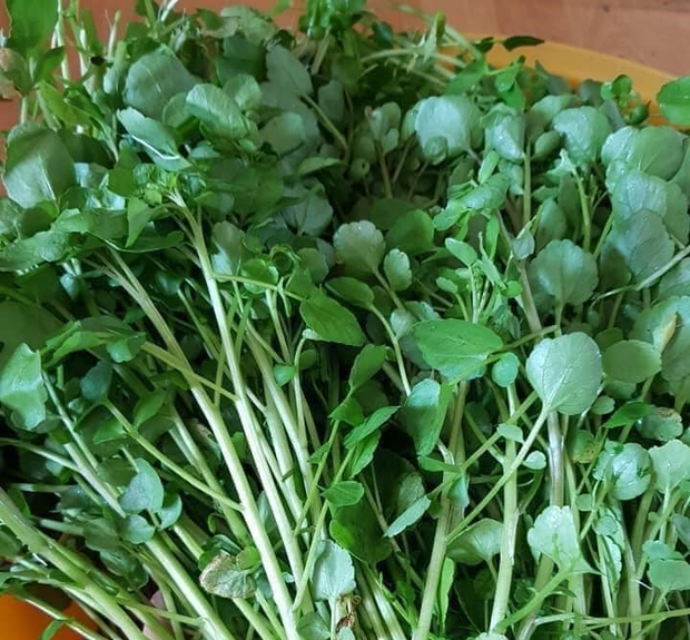 5 loại rau củ có tác dụng chống lão hóa, nuôi dưỡng làn da tỏa sáng từ bên trong - Ảnh 1. 5 loại rau củ có tác dụng chống lão hóa, nuôi dưỡng làn da tỏa sáng từ bên trong - Ảnh 1.