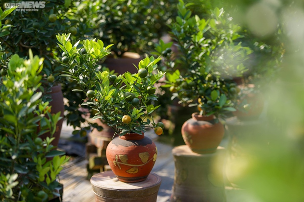Khách săn mua quất bonsai dáng độc, giá tiền triệu chơi Tết - Ảnh 16.
