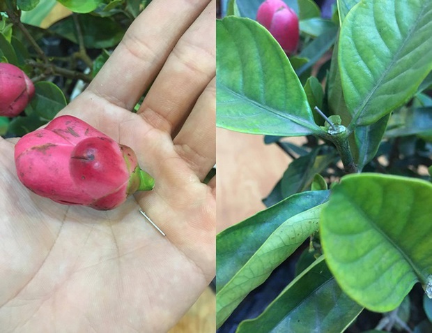 1001 chuyện tréo ngoe khi mua cây cảnh chơi Tết: táo bonsai nở ra hoa dâm bụt, quả sung được gắn keo 502 - Ảnh 3.