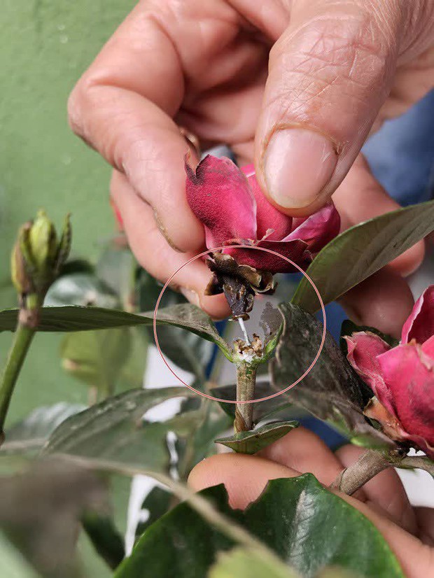 1001 chuyện tréo ngoe khi mua cây cảnh chơi Tết: táo bonsai nở ra hoa dâm bụt, quả sung được gắn keo 502 - Ảnh 2.