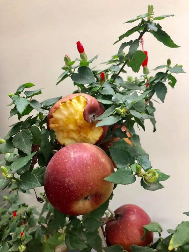 1001 chuyện tréo ngoe khi mua cây cảnh chơi Tết: táo bonsai nở ra hoa dâm bụt, quả sung được gắn keo 502 - Ảnh 6.