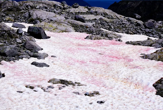 Hiện tượng tuyết hồng kỳ lạ trên các dãy núi: Đẹp mê man nhưng đồng thời là cảnh báo đỏ cho hành tinh chúng ta? - Ảnh 3.