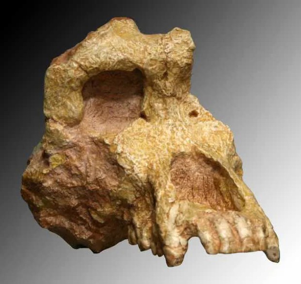 Hóa thạch từ 7 triệu năm trước chứng minh rằng loài người đã tiến hóa ở châu Âu - Ảnh 4.